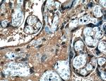 SERPINE2 Antibody in Immunohistochemistry (Paraffin) (IHC (P))