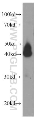 SERPINE2 Antibody in Western Blot (WB)