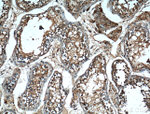 SERPINE2 Antibody in Immunohistochemistry (Paraffin) (IHC (P))