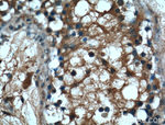 SERPINE2 Antibody in Immunohistochemistry (Paraffin) (IHC (P))