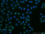 MCM2 Antibody in Immunocytochemistry (ICC/IF)