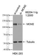 MCM2 Antibody in Western Blot (WB)