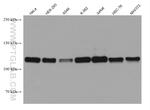 MCM2 Antibody in Western Blot (WB)