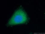 Apolipoprotein AI Antibody in Immunocytochemistry (ICC/IF)