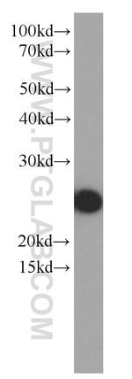 Apolipoprotein AI Antibody in Western Blot (WB)