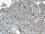 Apolipoprotein AI Antibody in Immunohistochemistry (Paraffin) (IHC (P))