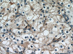 Beta-2-microglobulin Antibody in Immunohistochemistry (Paraffin) (IHC (P))