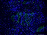 p120 Catenin Antibody in Immunohistochemistry (PFA fixed) (IHC (PFA))