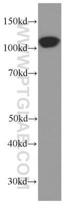 p120 Catenin Antibody in Western Blot (WB)