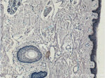 ST6GALNAC6 Antibody in Immunohistochemistry (Paraffin) (IHC (P))