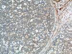 JNK Antibody in Immunohistochemistry (Paraffin) (IHC (P))