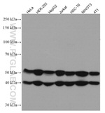 JNK Antibody in Western Blot (WB)