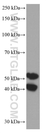 JNK Antibody in Western Blot (WB)