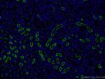 CD13 Antibody in Immunohistochemistry (PFA fixed) (IHC (PFA))