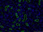 CD13 Antibody in Immunohistochemistry (PFA fixed) (IHC (PFA))