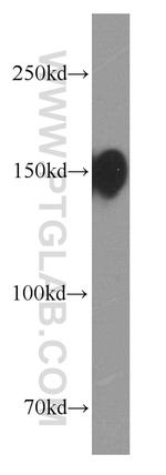 CD13 Antibody in Western Blot (WB)