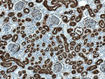 CD13 Antibody in Immunohistochemistry (Paraffin) (IHC (P))