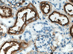 CD13 Antibody in Immunohistochemistry (Paraffin) (IHC (P))