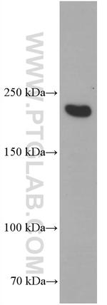 MYH2 Antibody in Western Blot (WB)