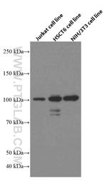 USP5 Antibody in Western Blot (WB)