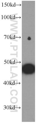 MYOD1 Antibody in Western Blot (WB)