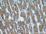 ORM2 Antibody in Immunohistochemistry (Paraffin) (IHC (P))