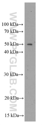 ORM2 Antibody in Western Blot (WB)