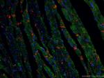 N-cadherin Antibody in Immunohistochemistry (PFA fixed) (IHC (PFA))