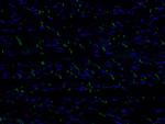 N-cadherin Antibody in Immunohistochemistry (PFA fixed) (IHC (PFA))