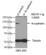 N-cadherin Antibody in Western Blot (WB)