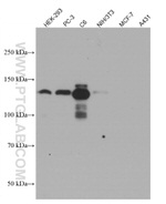 N-cadherin Antibody in Western Blot (WB)