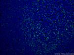 PD-1/CD279 Antibody in Immunohistochemistry (PFA fixed) (IHC (PFA))