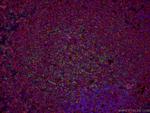 PD-1/CD279 Antibody in Immunohistochemistry (PFA fixed) (IHC (PFA))