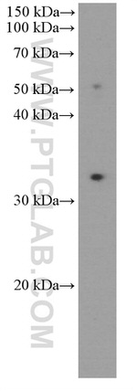 PD-1/CD279 Antibody in Western Blot (WB)