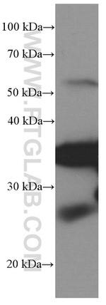 PD-1/CD279 Antibody in Western Blot (WB)