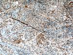 ORAI1 Antibody in Immunohistochemistry (Paraffin) (IHC (P))