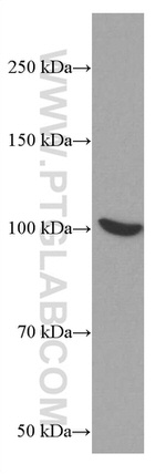 MALT1 Antibody in Western Blot (WB)