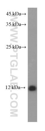 S100A10 Antibody in Western Blot (WB)