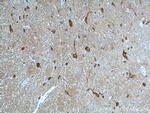 UCHL1 Antibody in Immunohistochemistry (Paraffin) (IHC (P))