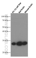 UCHL1 Antibody in Western Blot (WB)