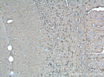 UCHL1 Antibody in Immunohistochemistry (Paraffin) (IHC (P))