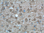 UCHL1 Antibody in Immunohistochemistry (Paraffin) (IHC (P))