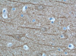 UCHL1 Antibody in Immunohistochemistry (Paraffin) (IHC (P))