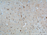 UCHL1 Antibody in Immunohistochemistry (Paraffin) (IHC (P))