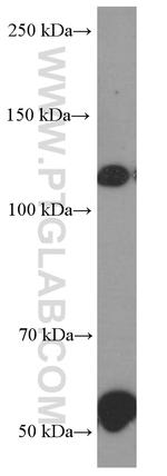 Pikachurin Antibody in Western Blot (WB)