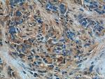 IL33 Antibody in Immunohistochemistry (Paraffin) (IHC (P))