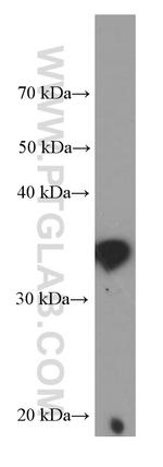 IL33 Antibody in Western Blot (WB)