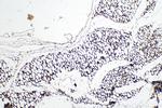 ADIPOQ Antibody in Immunohistochemistry (Paraffin) (IHC (P))