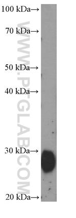 ADIPOQ Antibody in Western Blot (WB)