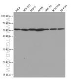 beta Tubulin Antibody in Western Blot (WB)